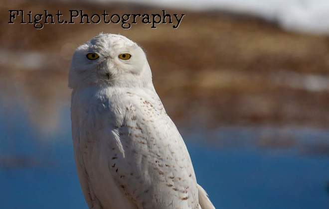 Snow Owl Owen Sound, ON