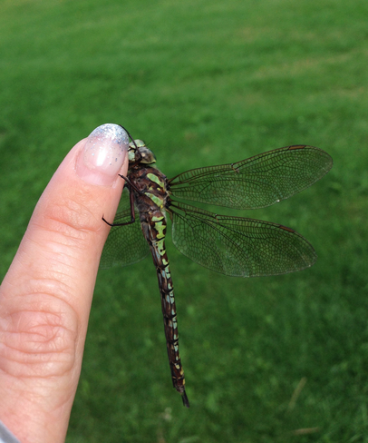 I â¤ï¸ Dragonflies Elsipogtog First Nation, New Brunswick, CA