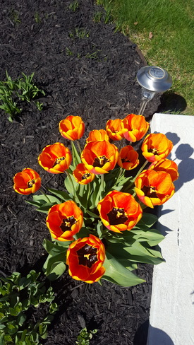 #beautifulflowers Brampton, ON