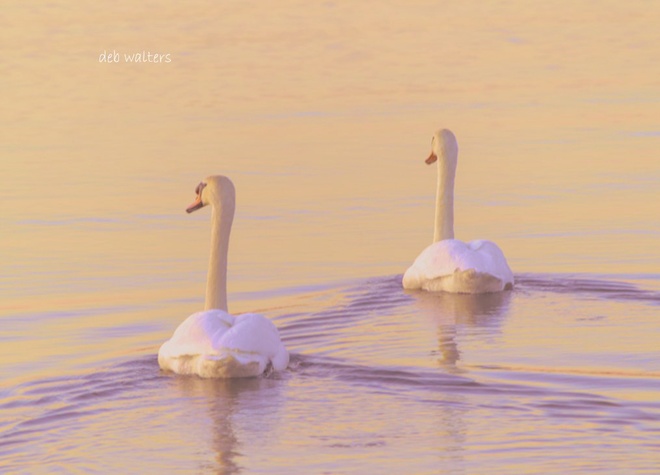 Beautiful Swans Belleville, ON