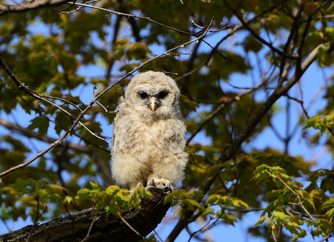 Baby Owl Kingston, ON