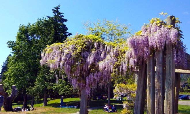Time for wisteria to shine Vancouver, BC