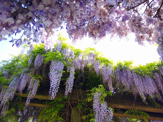 Time for wisteria to shine Vancouver, BC