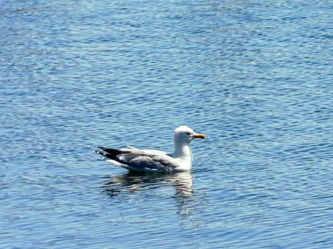 Marina-Gull Thunder Bay, ON
