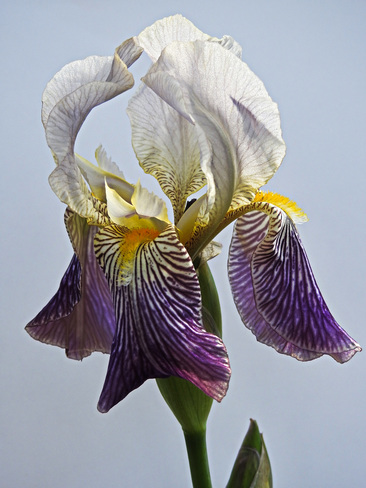 Beauty Iris Kimberley, BC