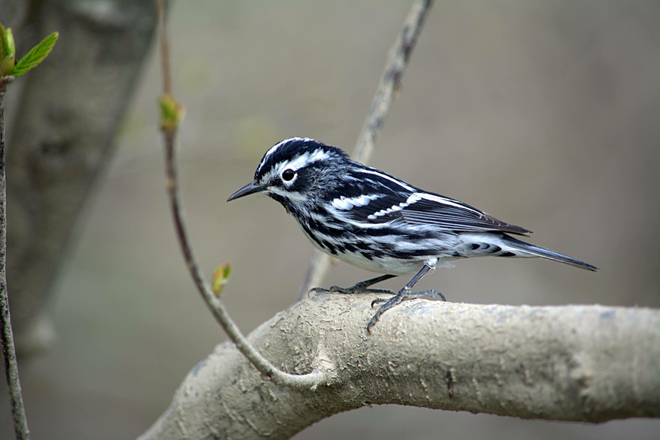Black and white warbler Fredericton, New Brunswick, CA