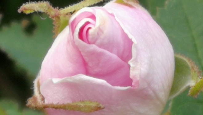 wild rose bud Esquimalt, BC