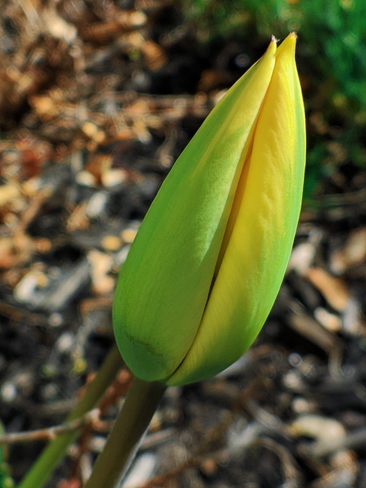 Tulip Pembroke, ON