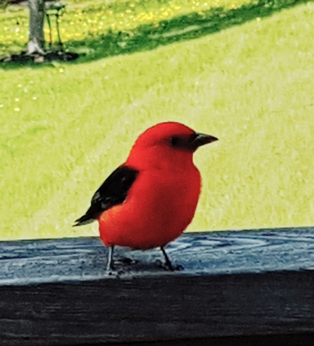scarlet tanager Caledon, ON