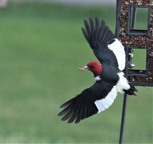 Red Headed Woodpecker Courtland, ON