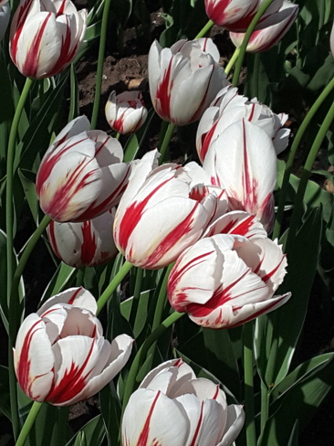 Tulips Ottawa, ON
