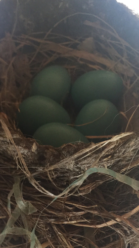 Robins Eggs in Nest Georgina, Ontario, CA
