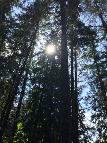 My cool shade trees! Procter, British Columbia, CA