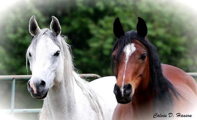 Straight Egyptian Arabian mares Long Sault, South Stormont, ON