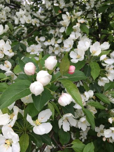 Apple blossoms Lower Sackville, Nova Scotia, CA