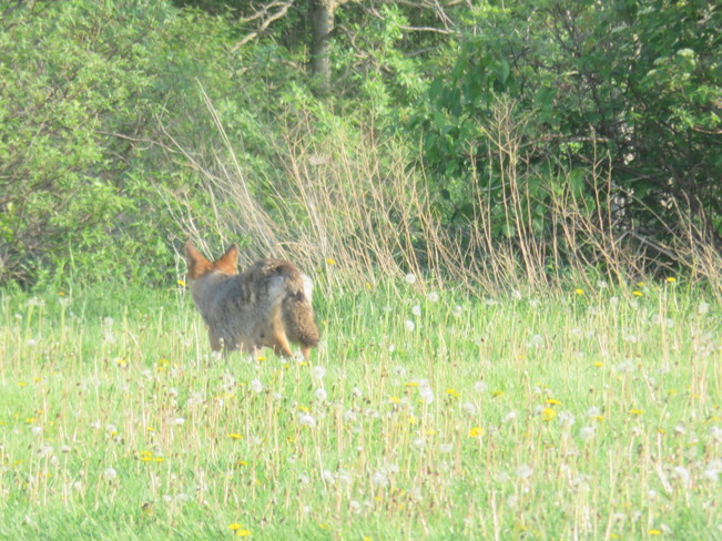 Coyote in the park Aurora, ON