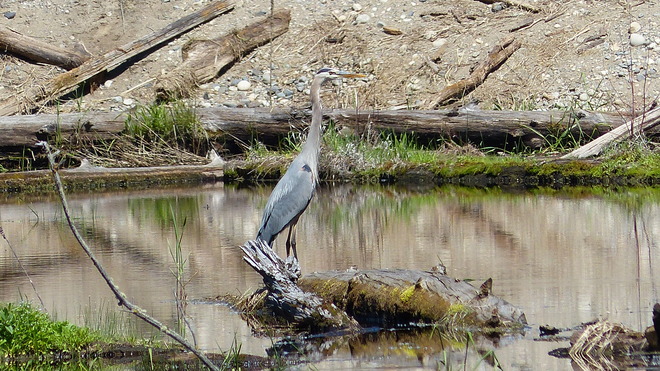 Great blue heron Grand Forks, BC