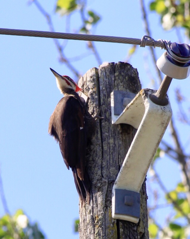 Pileated woodpecker Brockville, Ontario, CA