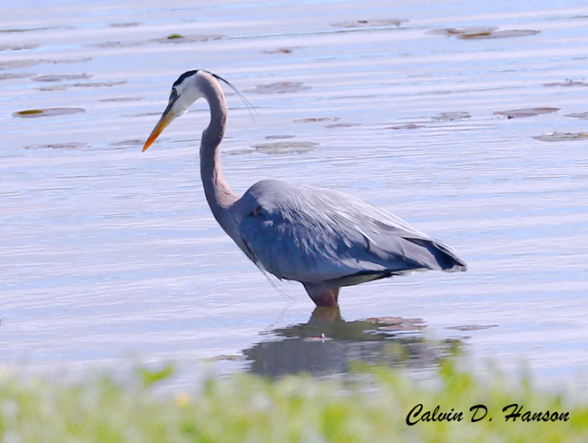 Great Blue Heron Long Sault, South Stormont, ON