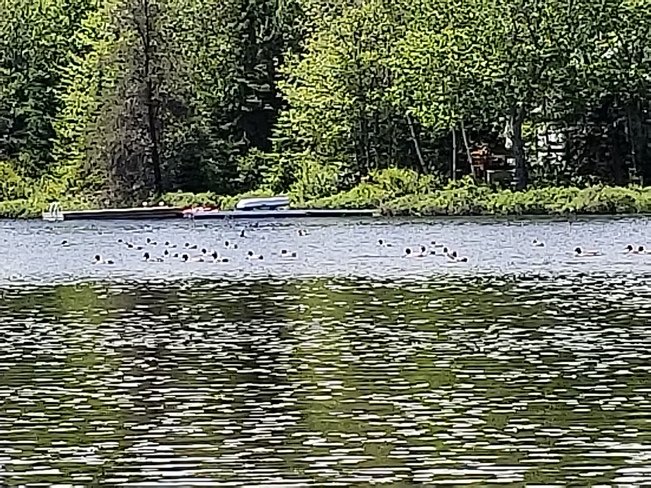 Les canards du lac Corbeil... Morin-Heights, QC