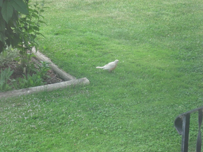 Rare White Robin Fledgling spotted in Burstall, Saskatchewan Burstall, SK