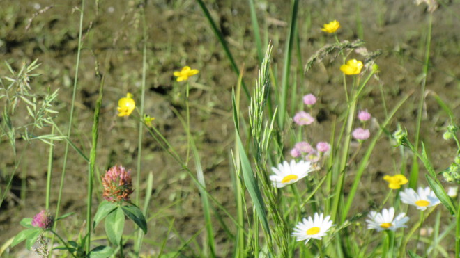 Fleurs des champs Hawkesbury, ON