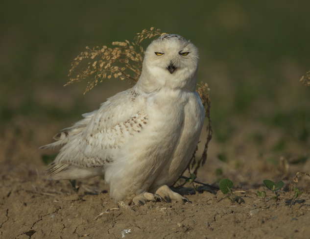 Summer Snowy Owl Chatham, Chatham-Kent, ON
