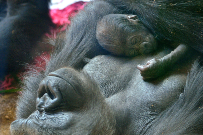 A Mother's Loving Care The Toronto Zoo