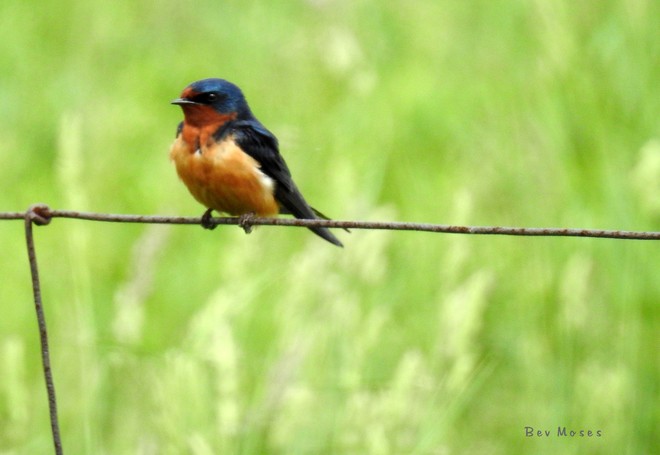 A Barn Swallow Whitewater Region, ON