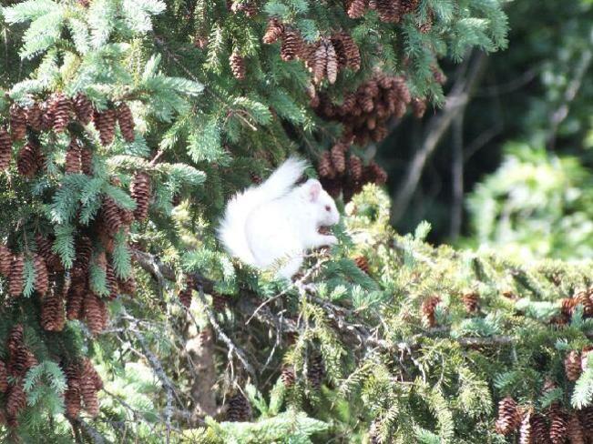 Rare white squirrel Meaford, ON
