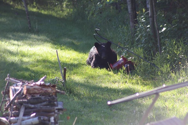 Un ours dans ma cour Sherbrooke, QC