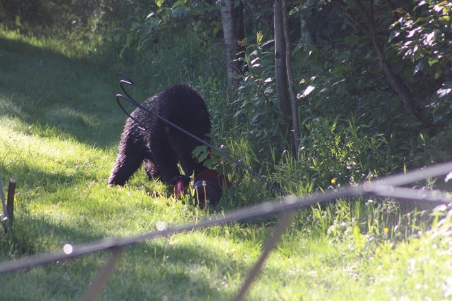 Un ours dans ma cour Sherbrooke, QC