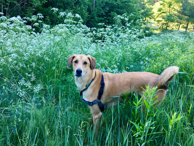Taking time to sniff the flowers Holly, Ontario | L4N 0S8