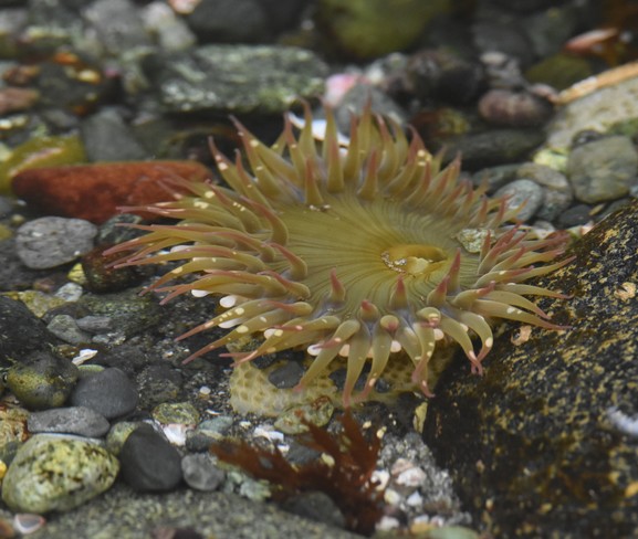 Sea Anemone Sooke, BC