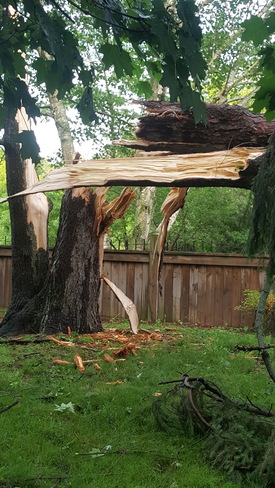 was this a tornado? this is just 1 of 3 huge trees that have totally covered my Port Stanley, ON