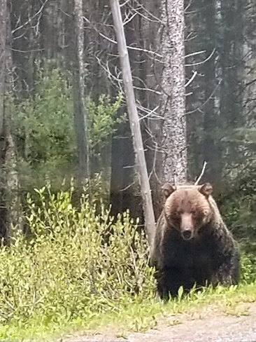 Bear 139 Kananaskis Country Recreation Area, AB