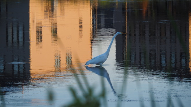 White Egret fishing Kanata, Ottawa, ON