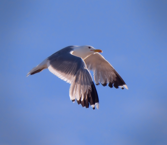 Gull in Flight Edmonton, AB