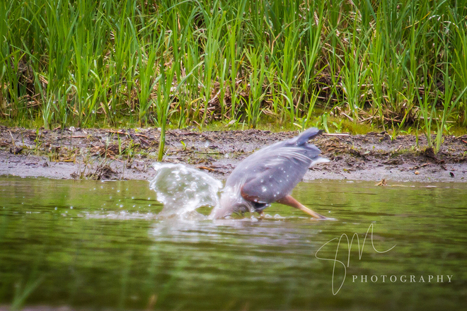 Blue Heron fishing Oakbank, Manitoba, CA