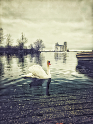 Beautiful swan Collingwood, Ontario, CA