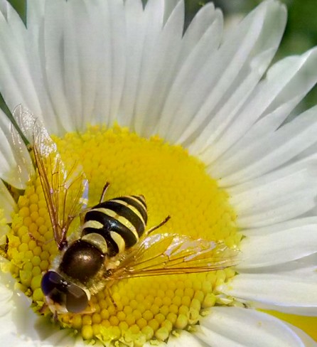 Bee Daisy Sault Ste. Marie, ON