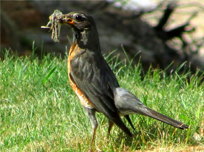 Baby robin couldn't fly, so mom brought it food Maple Leaf, Hastings Highlands, ON