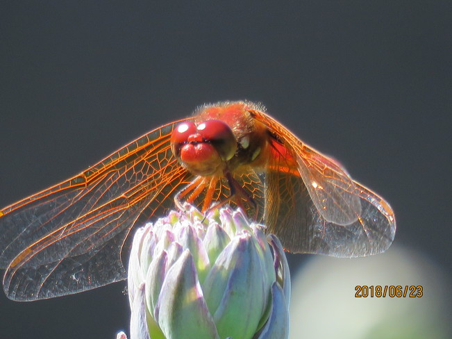A Red Dragonfly! Nanaimo, BC
