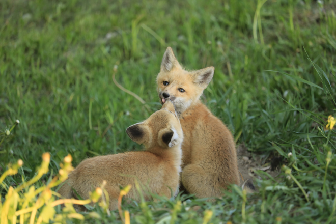 Foxes Bow Island, Alberta, CA