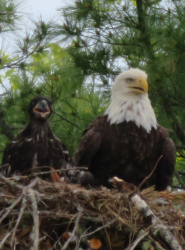 Bald Eagle and eaglet Enfield, NS