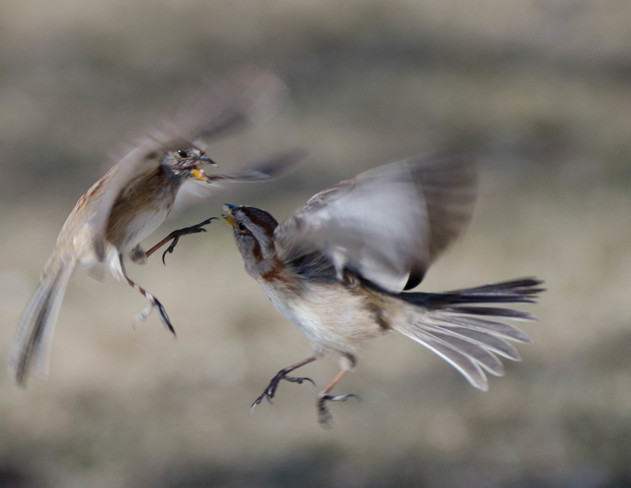 Battling Sparrows Scarborough Village, ON