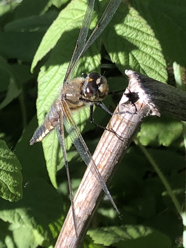 Dragonfly on a summer evening Sudbury, Ontario, CA