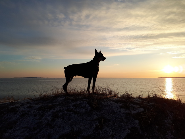 Sunset and my buddy. Grand Bay West, NL
