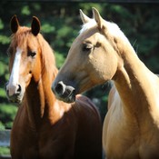 Mes chevaux
