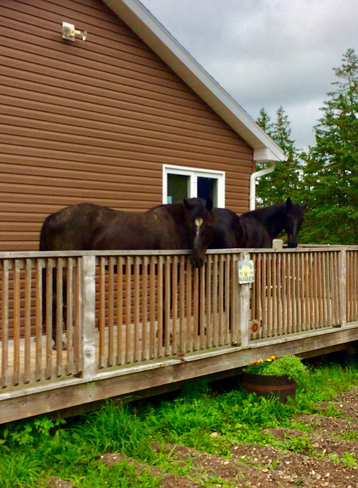 it was so nice out these guys figured theyâ€™d hang out in the deck lol Salt Springs, Nova Scotia, CA